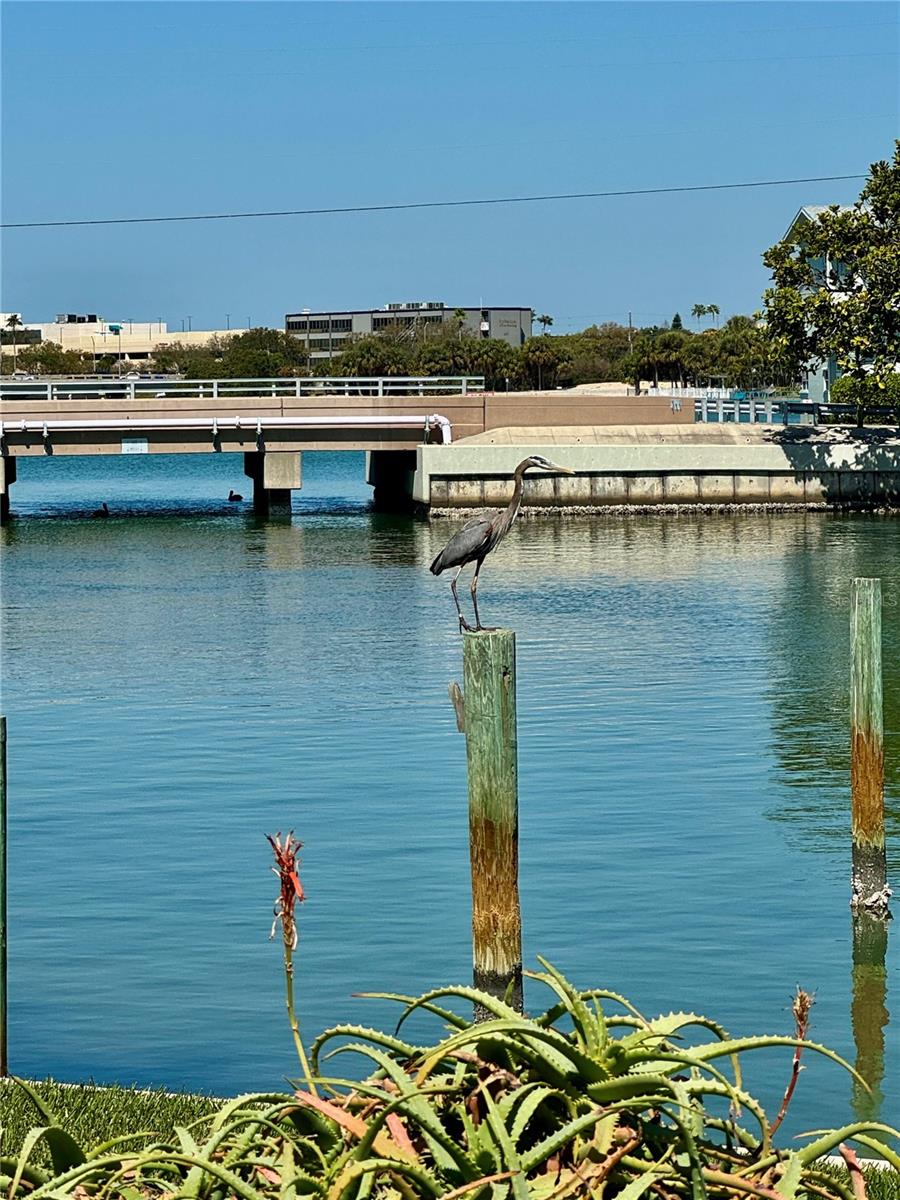 Great egret, Pelicans, Herons, Cranes, pink spoonbills and Sandpipers offer plenty of bird watching from your backyard.