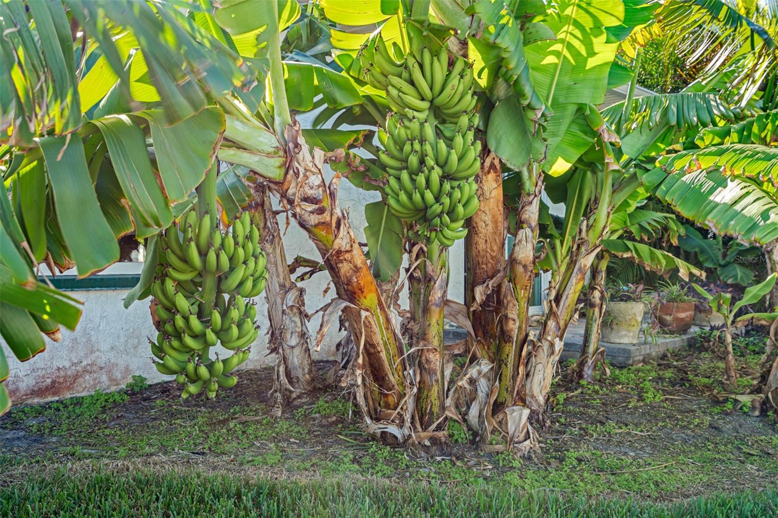 Tropical paradise at home, where banana trees sway and avocado trees flourish.