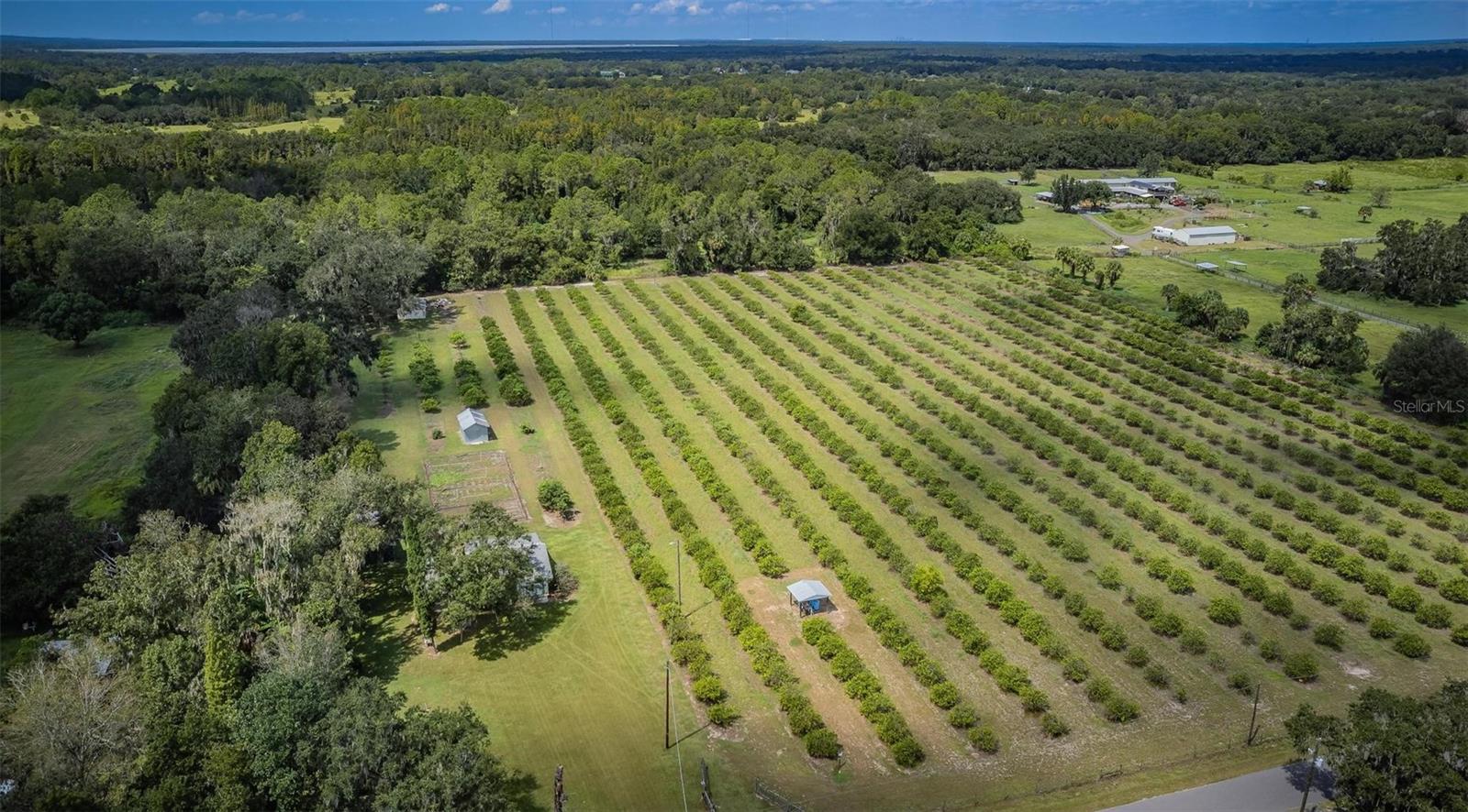 10 acres of 10 year old orange groves