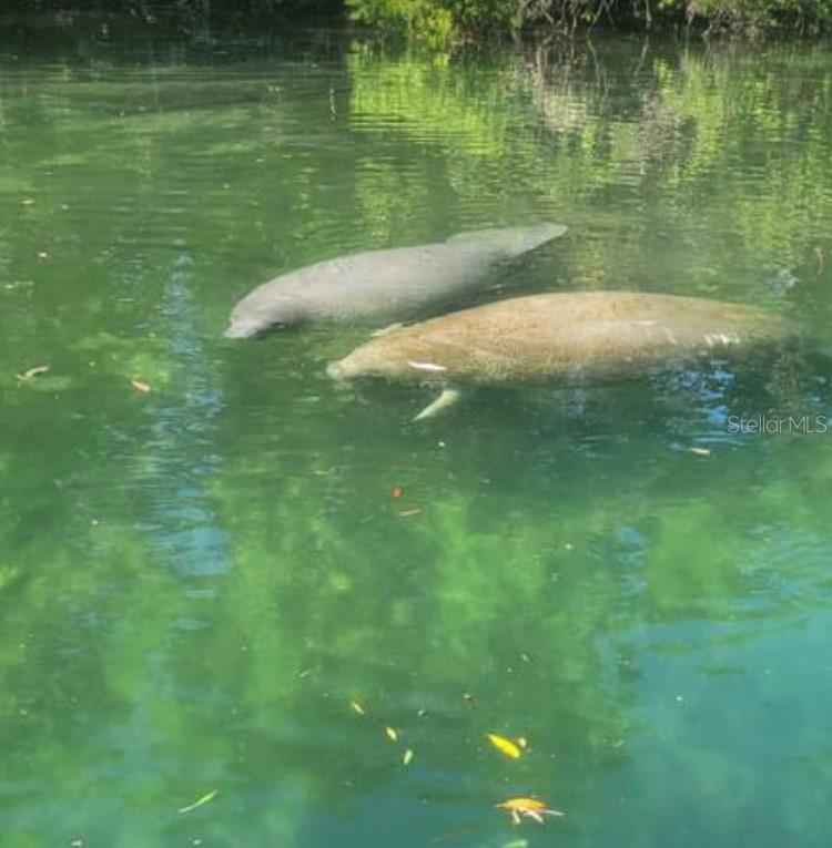 See Manatee from your dock