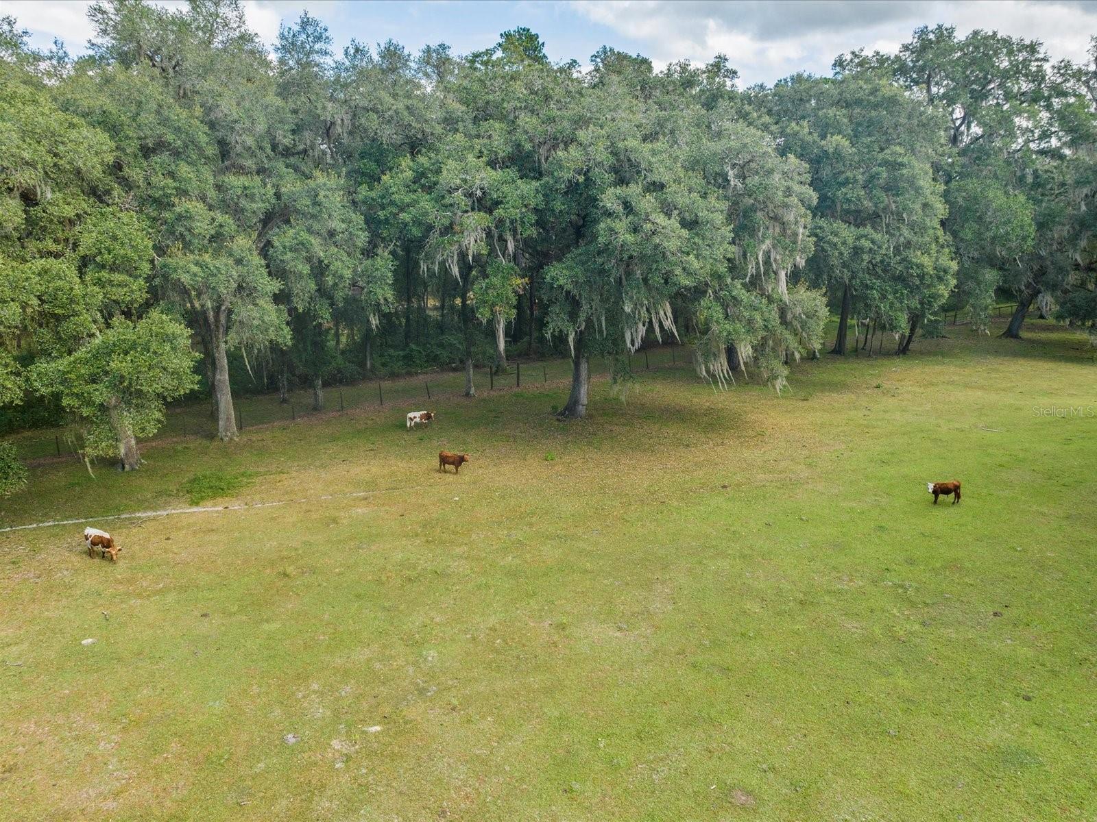 Aerial View of pasture
