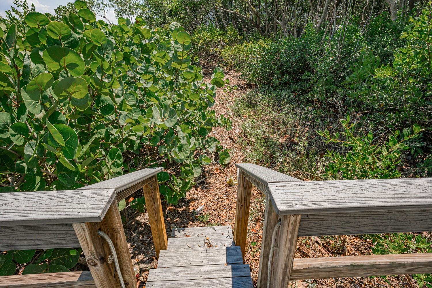 Dock steps near mangroves