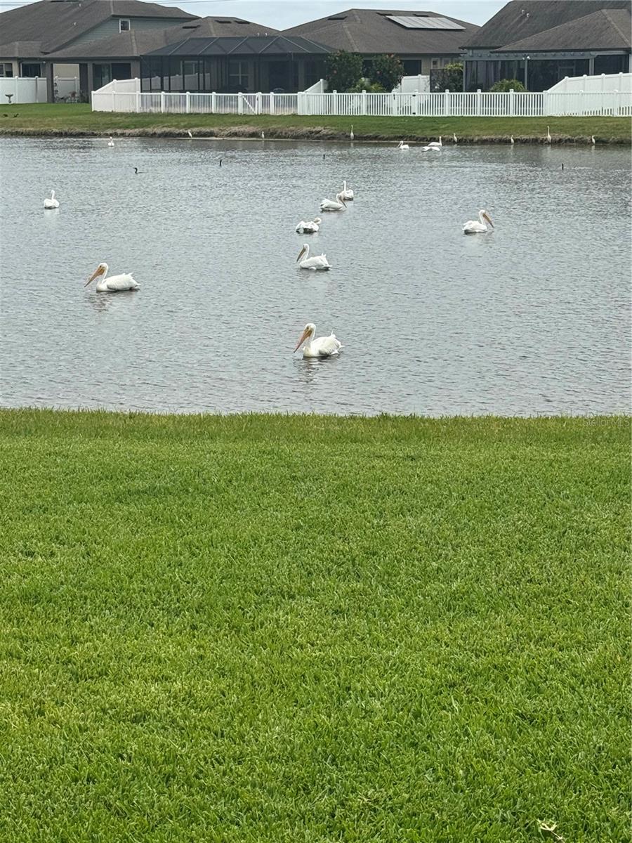 Beautiful wildlife on the pond