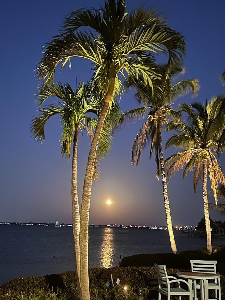 Moon rise between the palms.