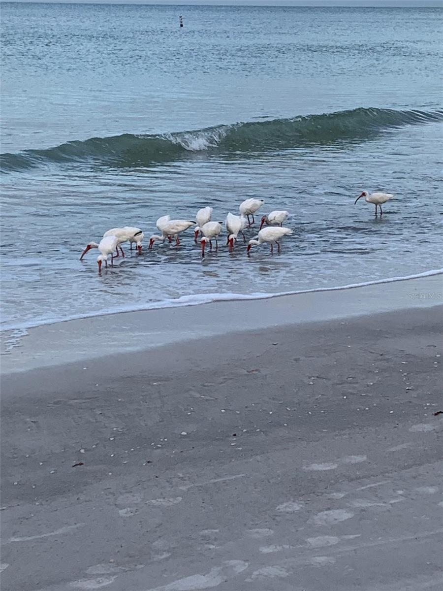 Busy birds on beach