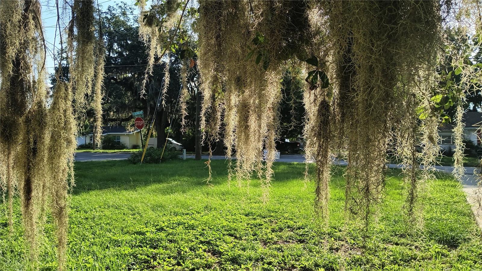 Spanish moss draped oaks give you the Southern vibe