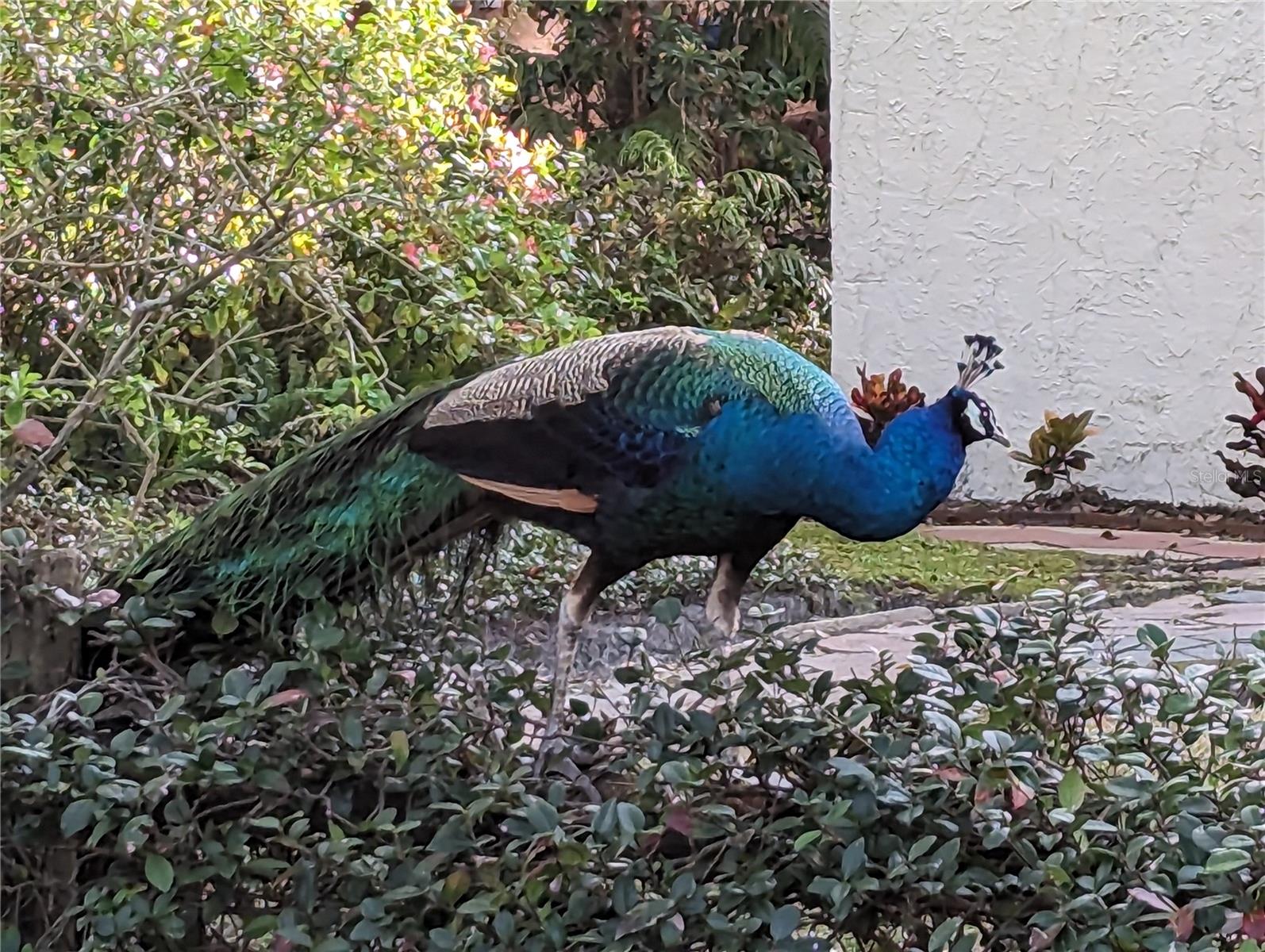Peacocks roam the area