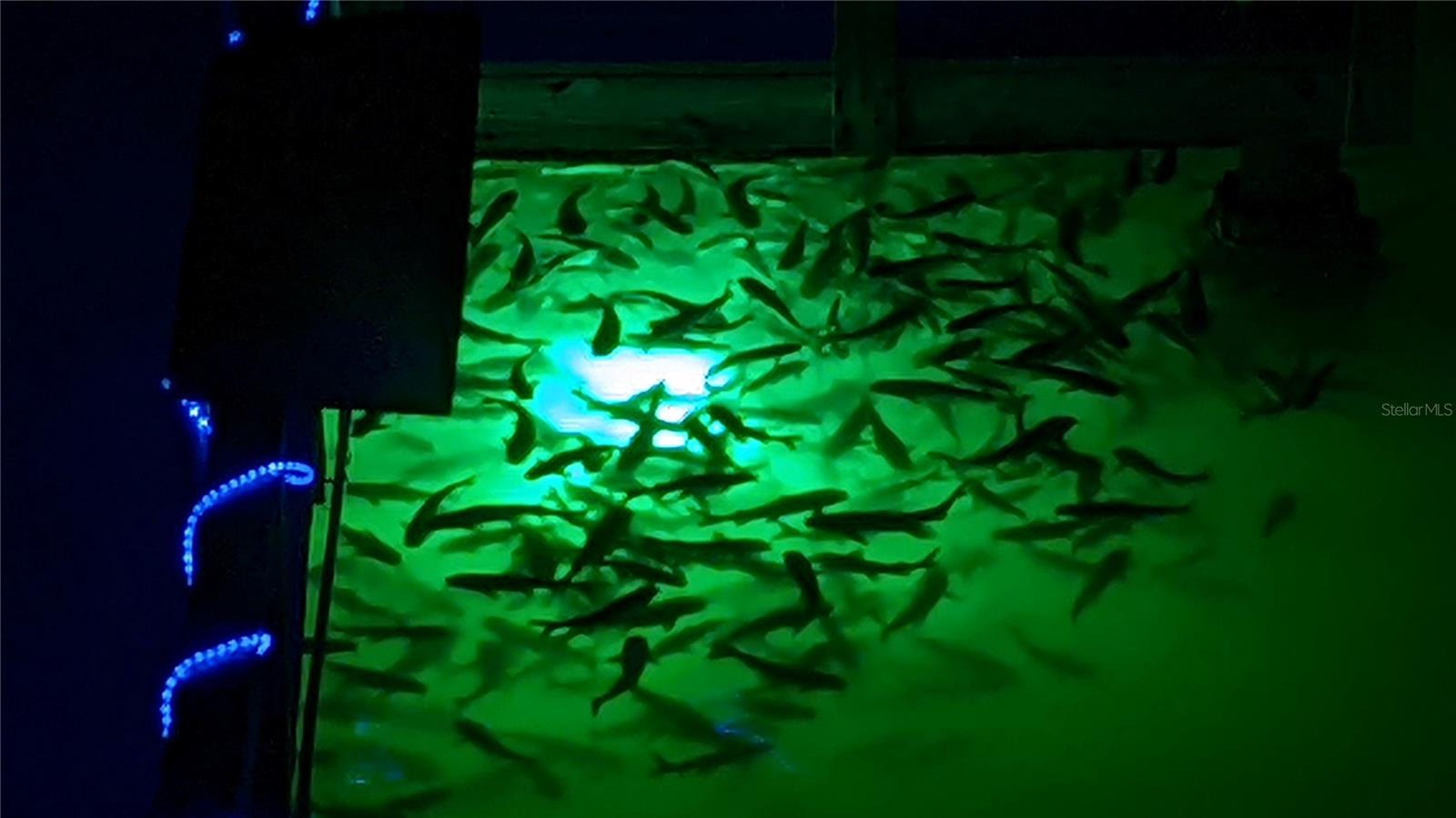 Fish attracted to the Green Light