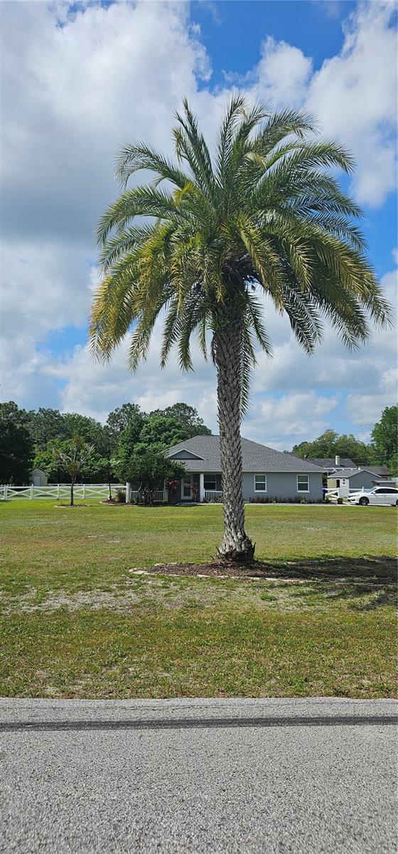 Palm Tree for that Florida living style