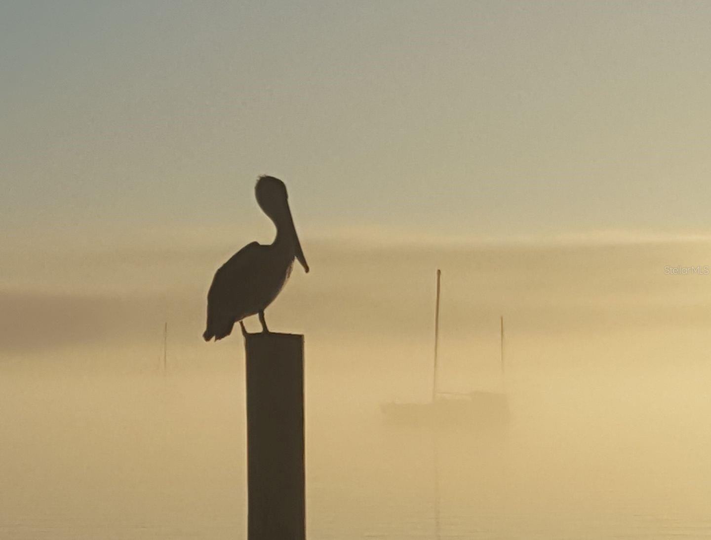 A pelican waits for the early morning fog to lift at the Dunedin marina
