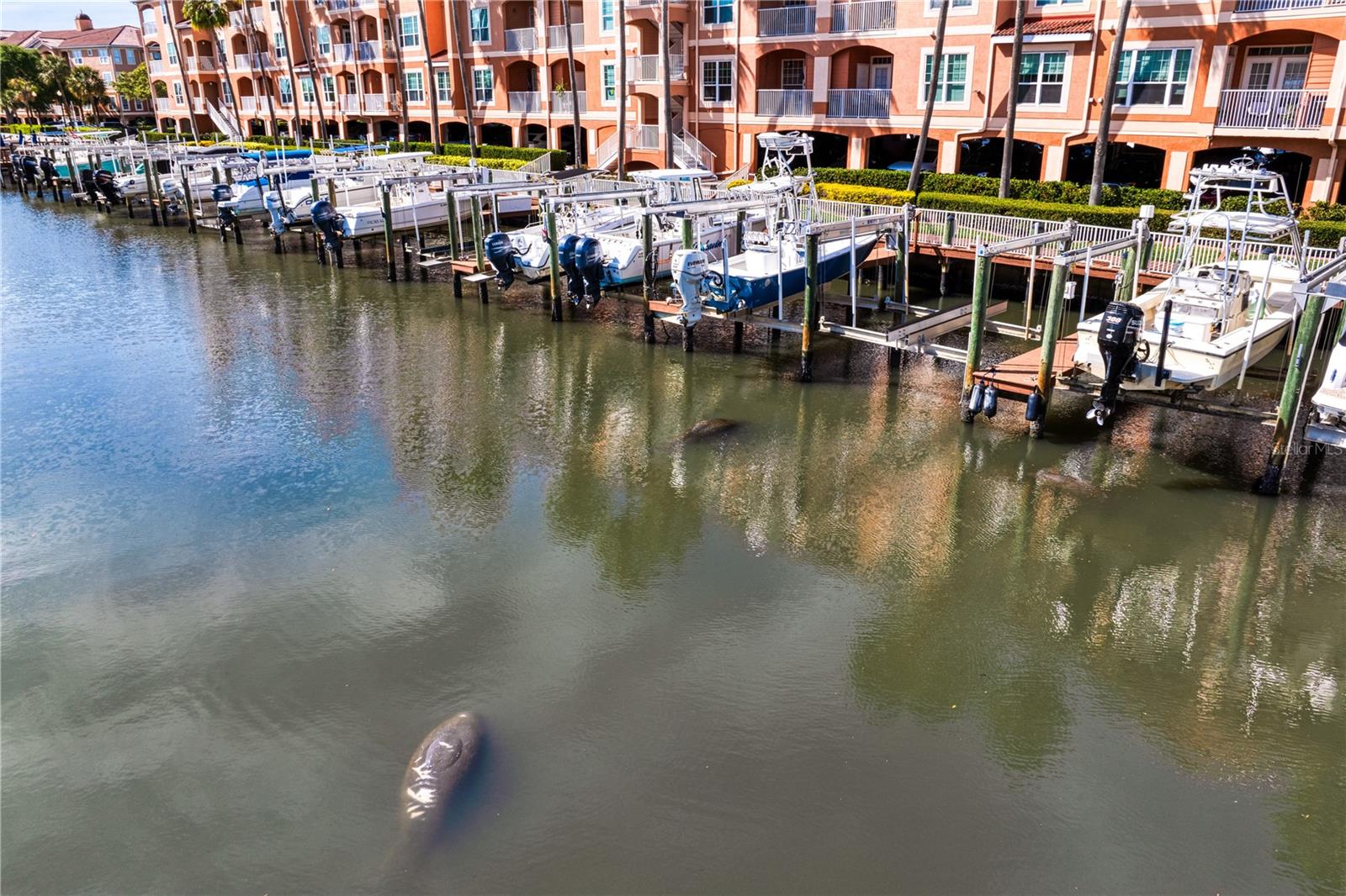 Manatees are frequent visitors