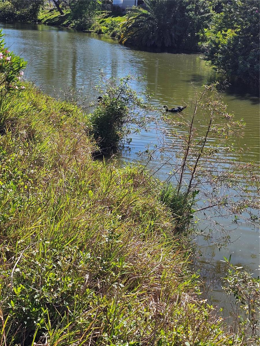 Additional View of Double Hammock Creek, featuring neighborhood ducks.