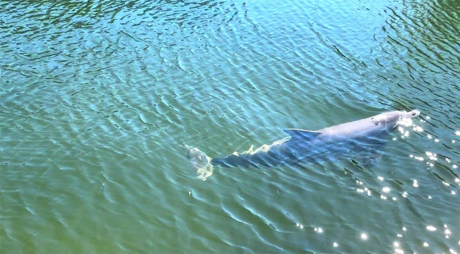 Dolphin in canal