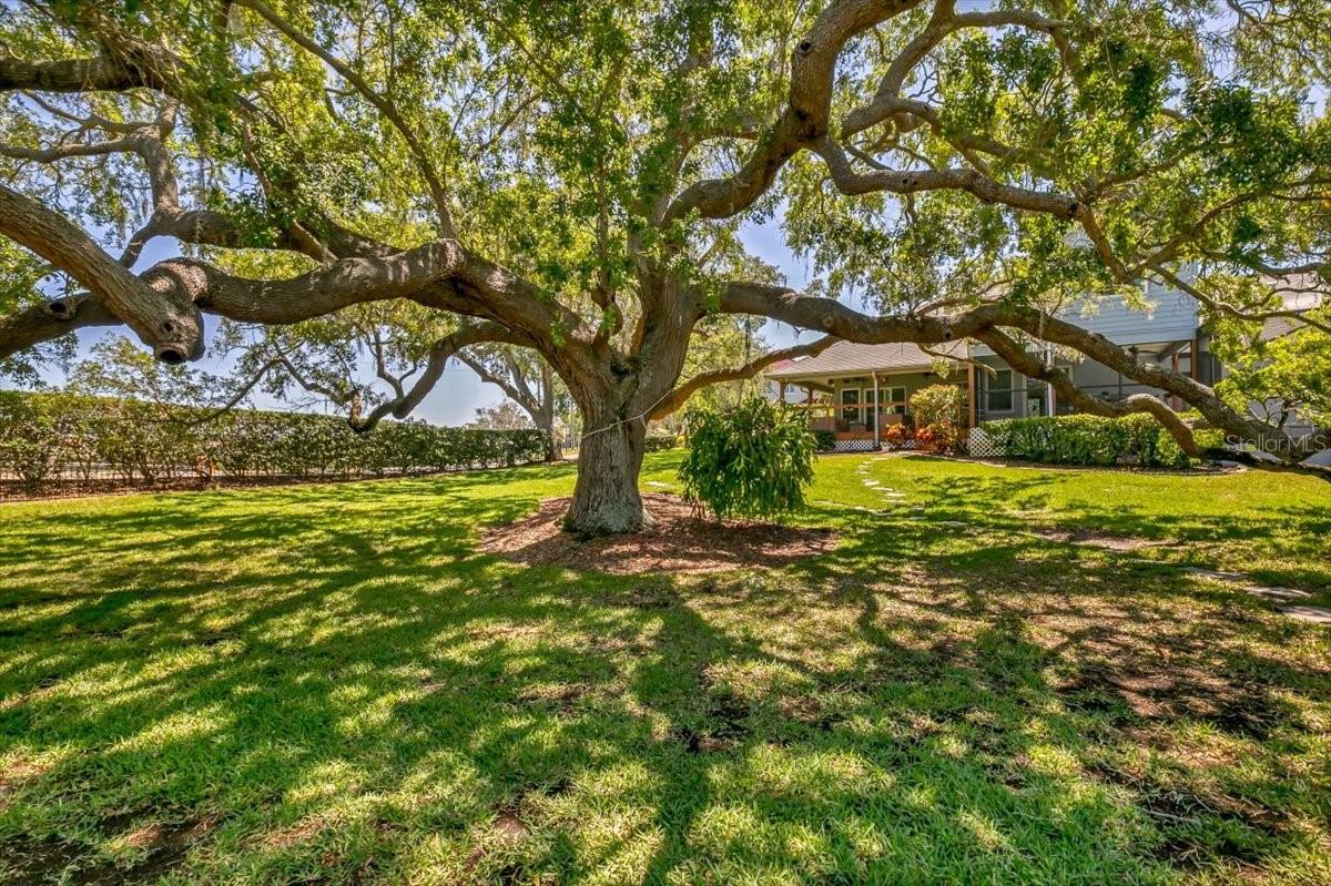 Majestic legacy oak provides shade and beauty