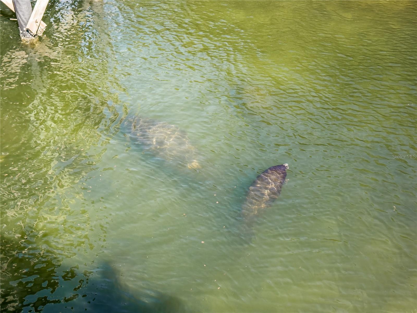 Manatee Viewing Center