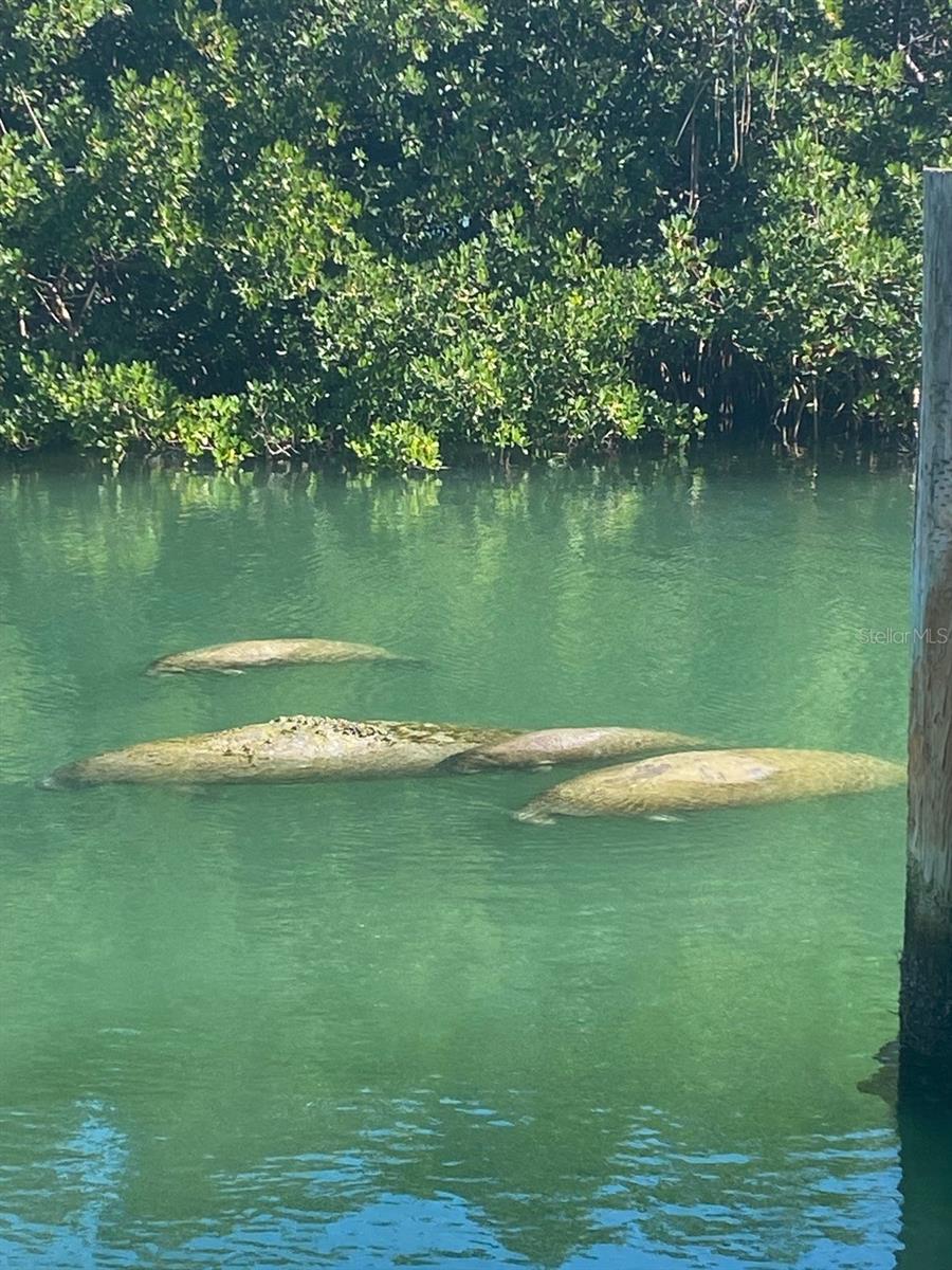 Manatees visit Pirates Cove