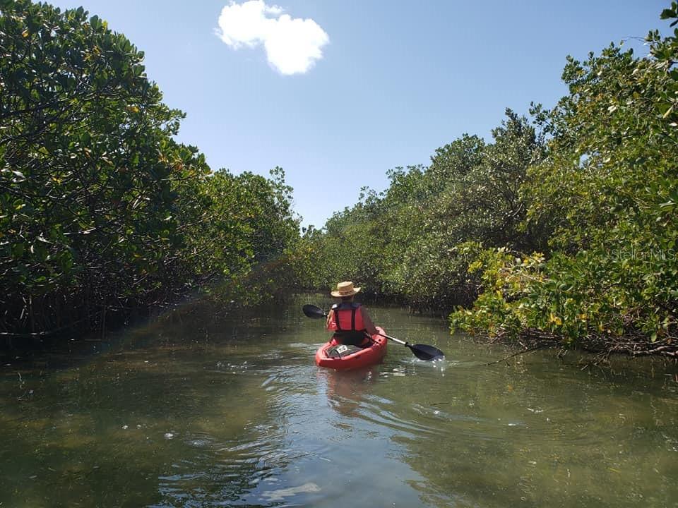 Kayak thru the mangroves at Caladesi ~