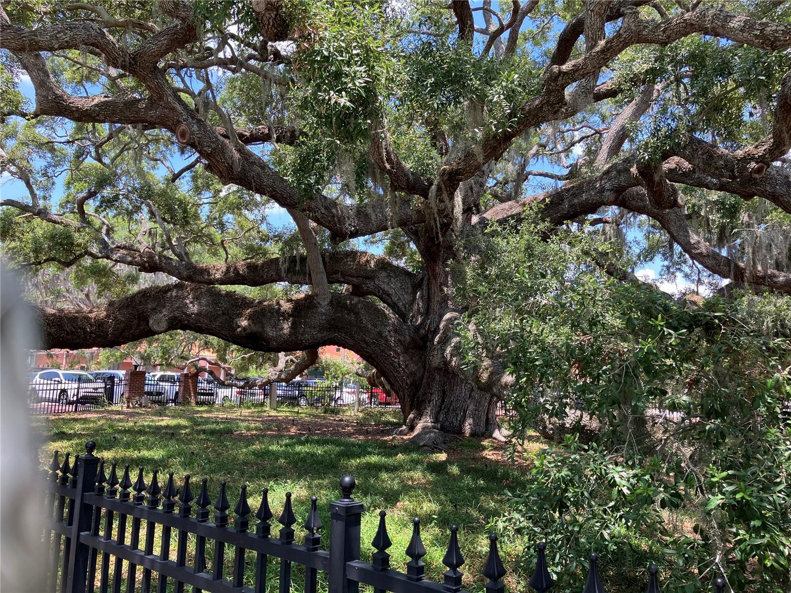 The pride of downtown - the Baranoff Oak