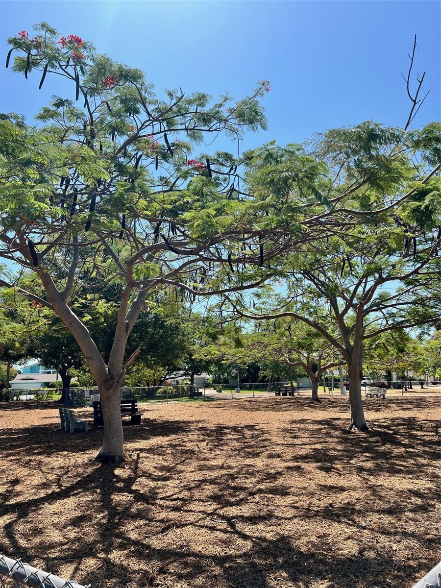 Vina Del Mar shaddy large dog park