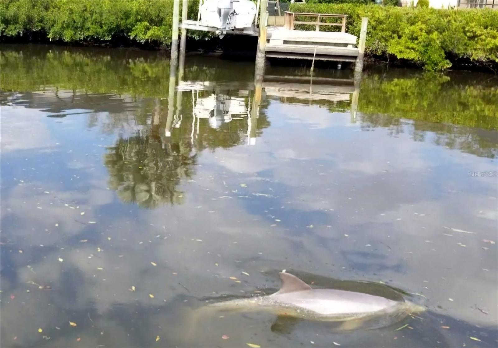 Dolphins at play right off your dock!