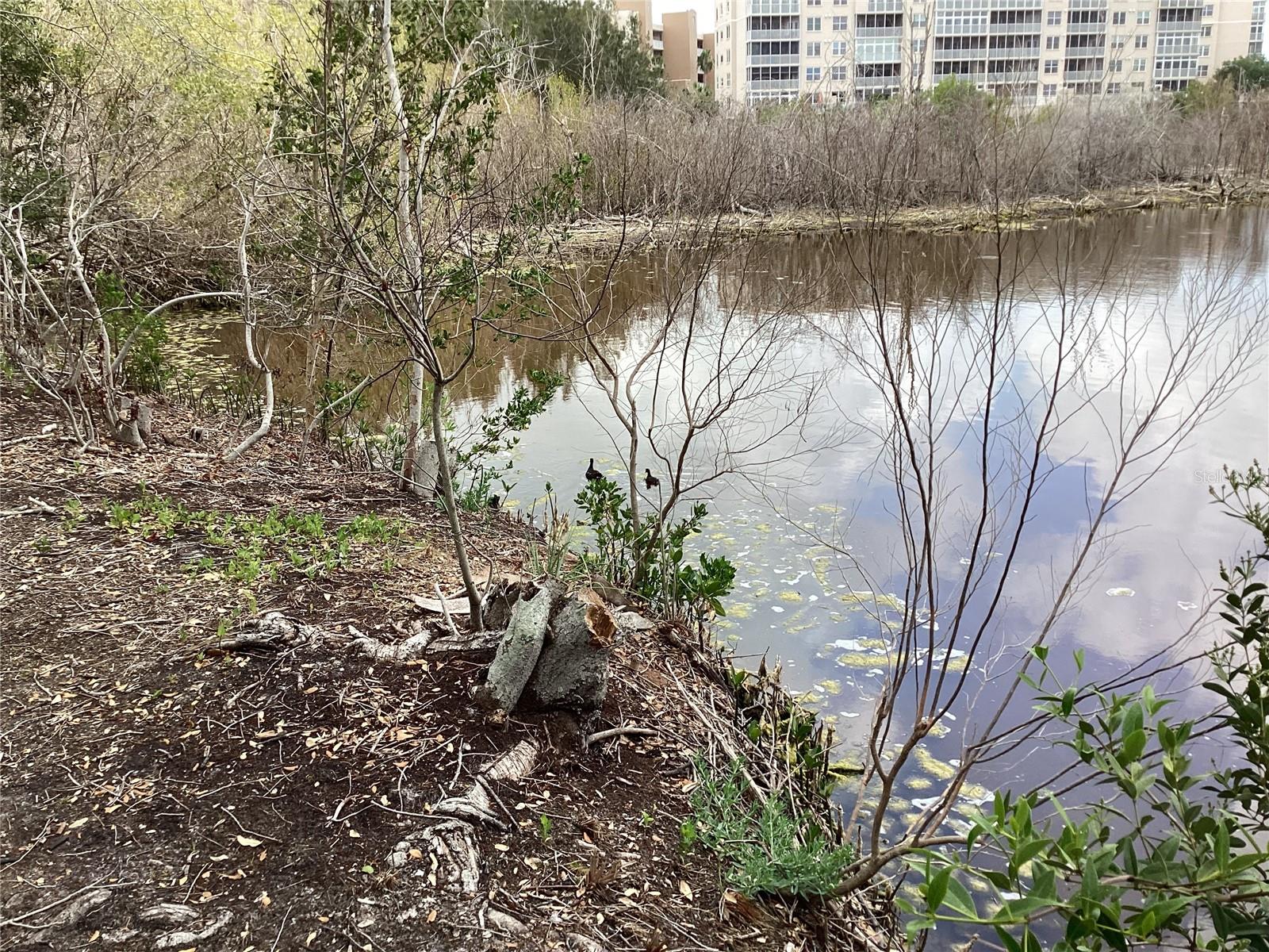 Nature walk around pond