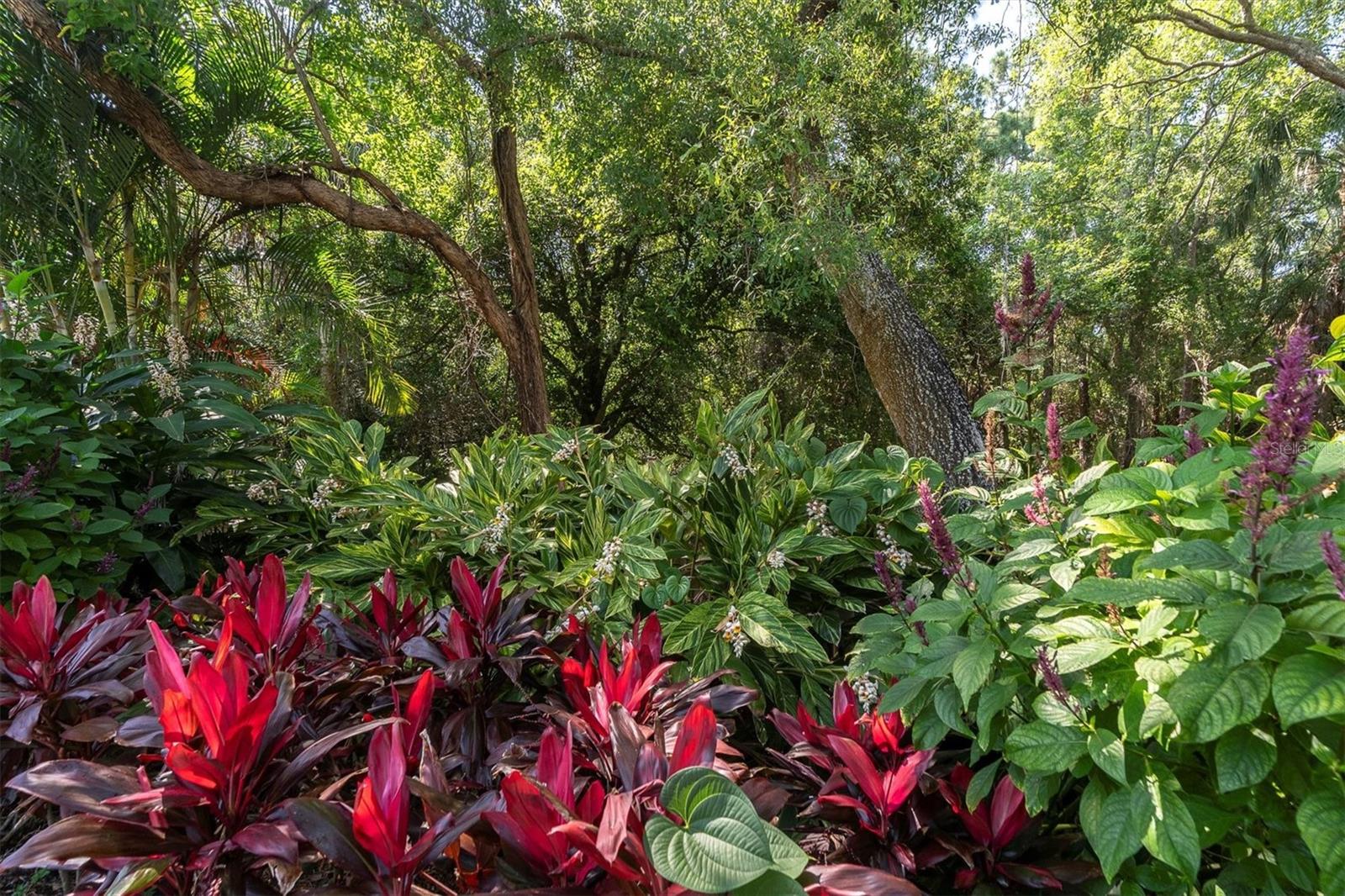 Backyard looking into preserve