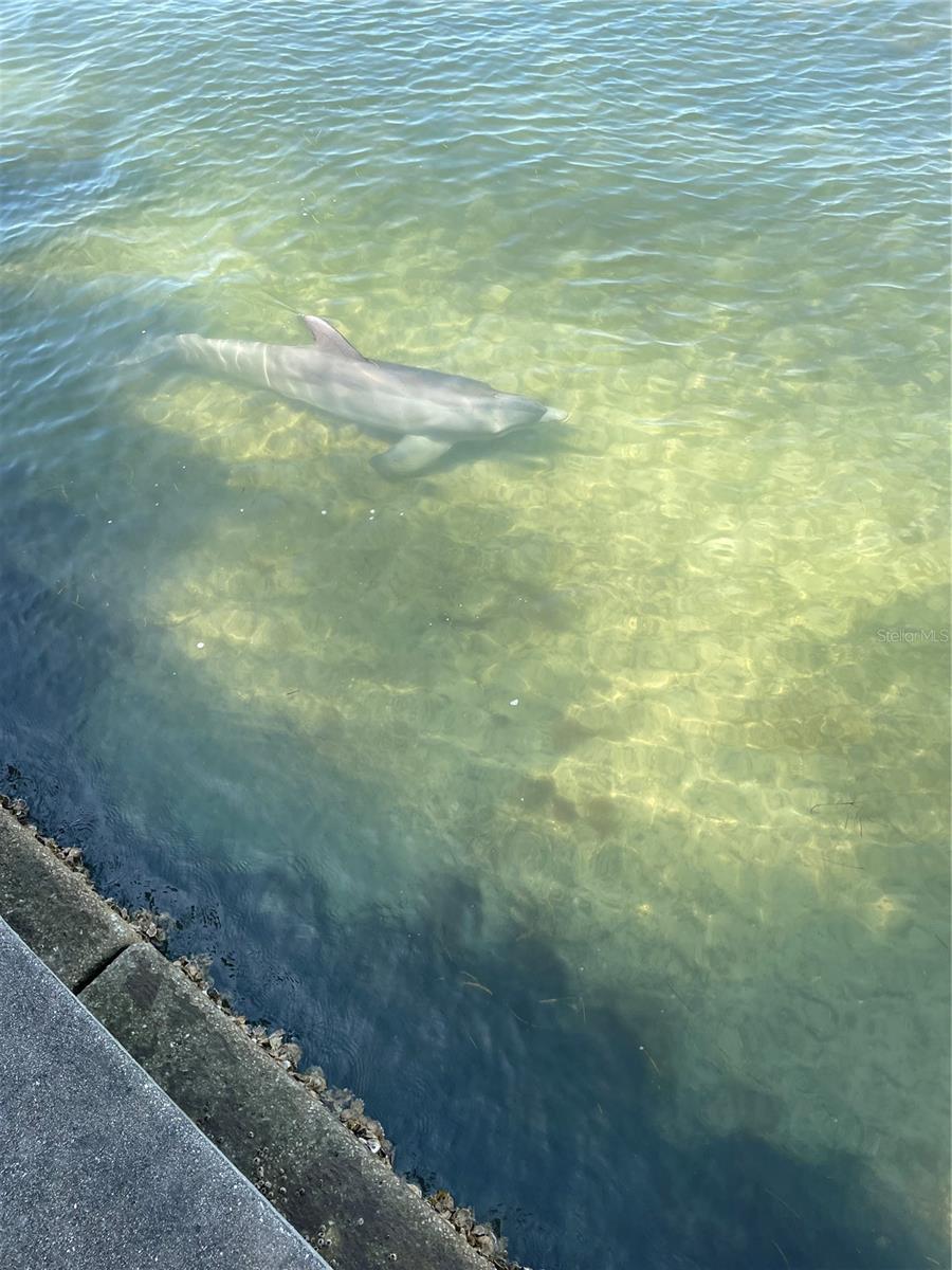 A large Dolphin riding the seawall