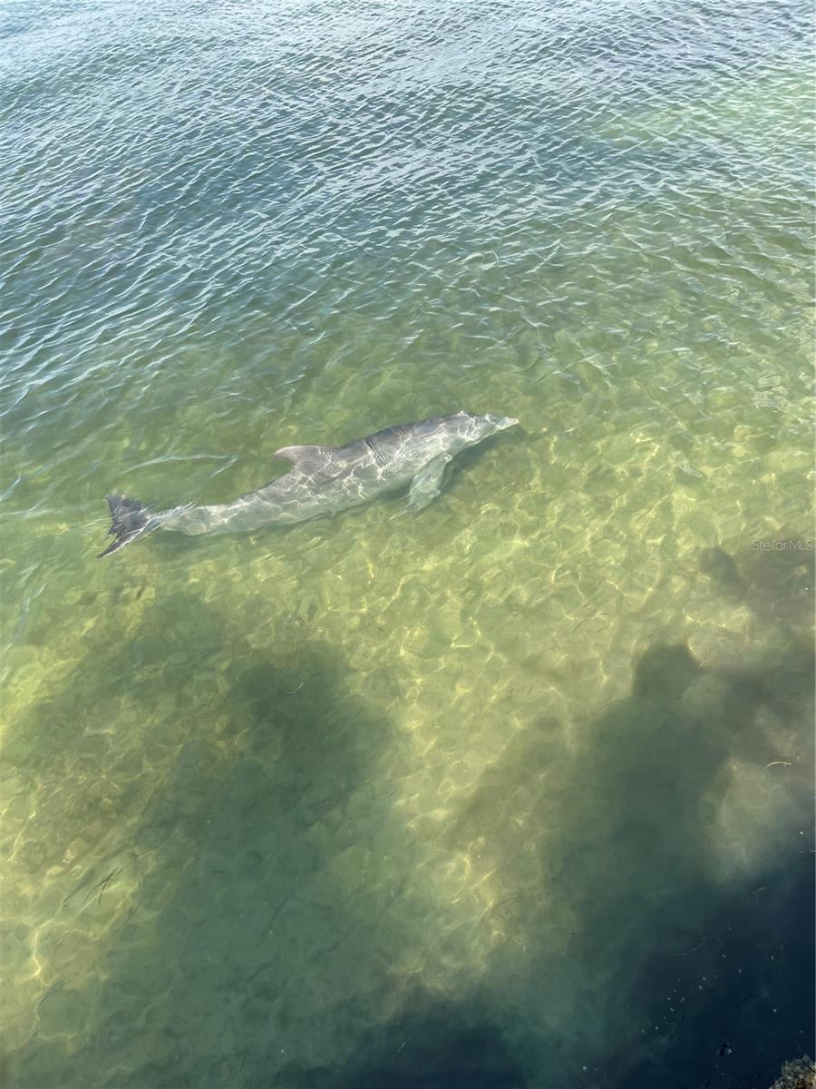 A large dolphin along the seawall
