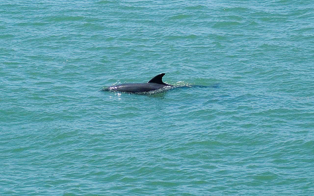 A large Dolphin riding the seawall