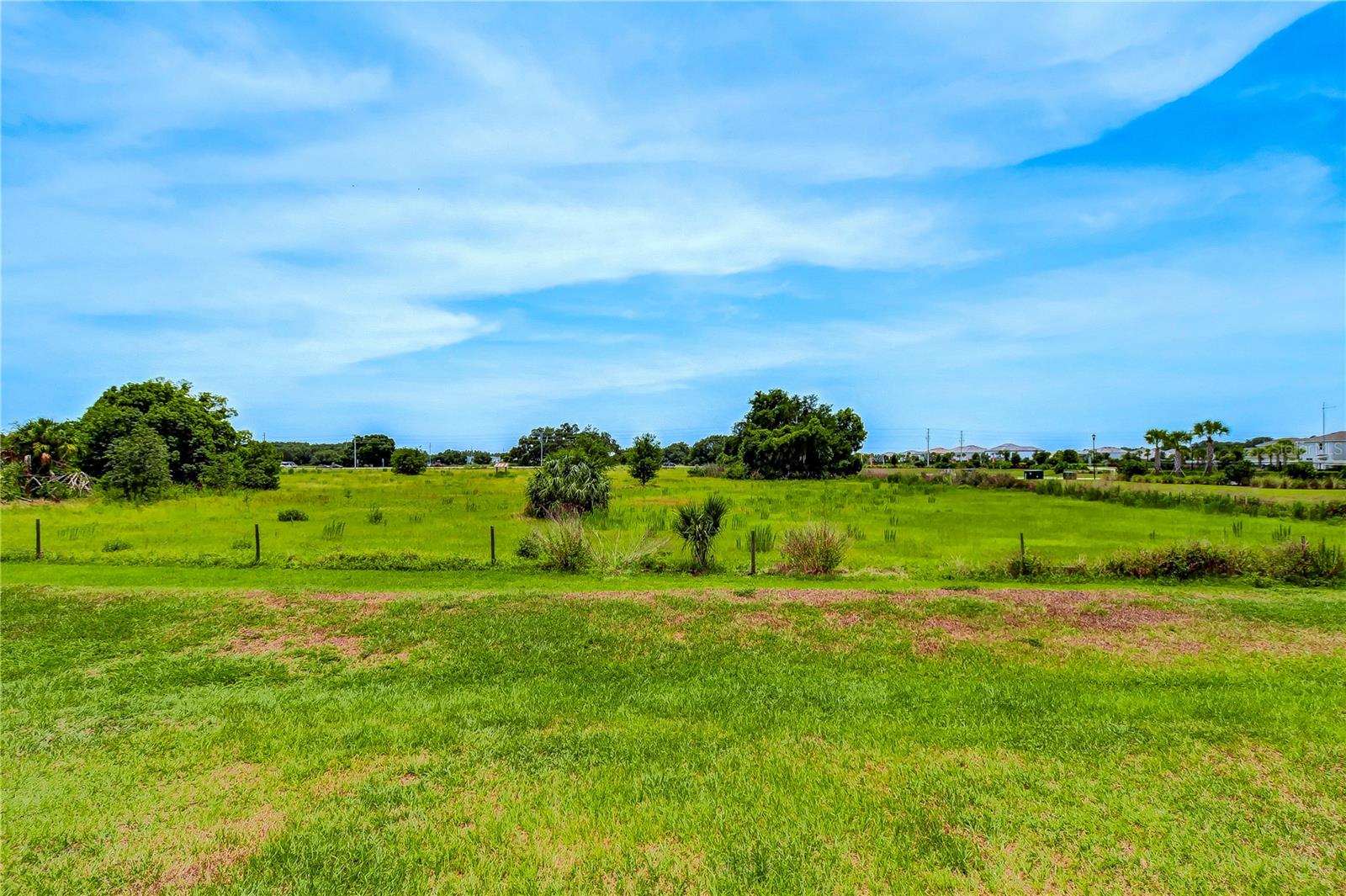 Conservation area in back yard