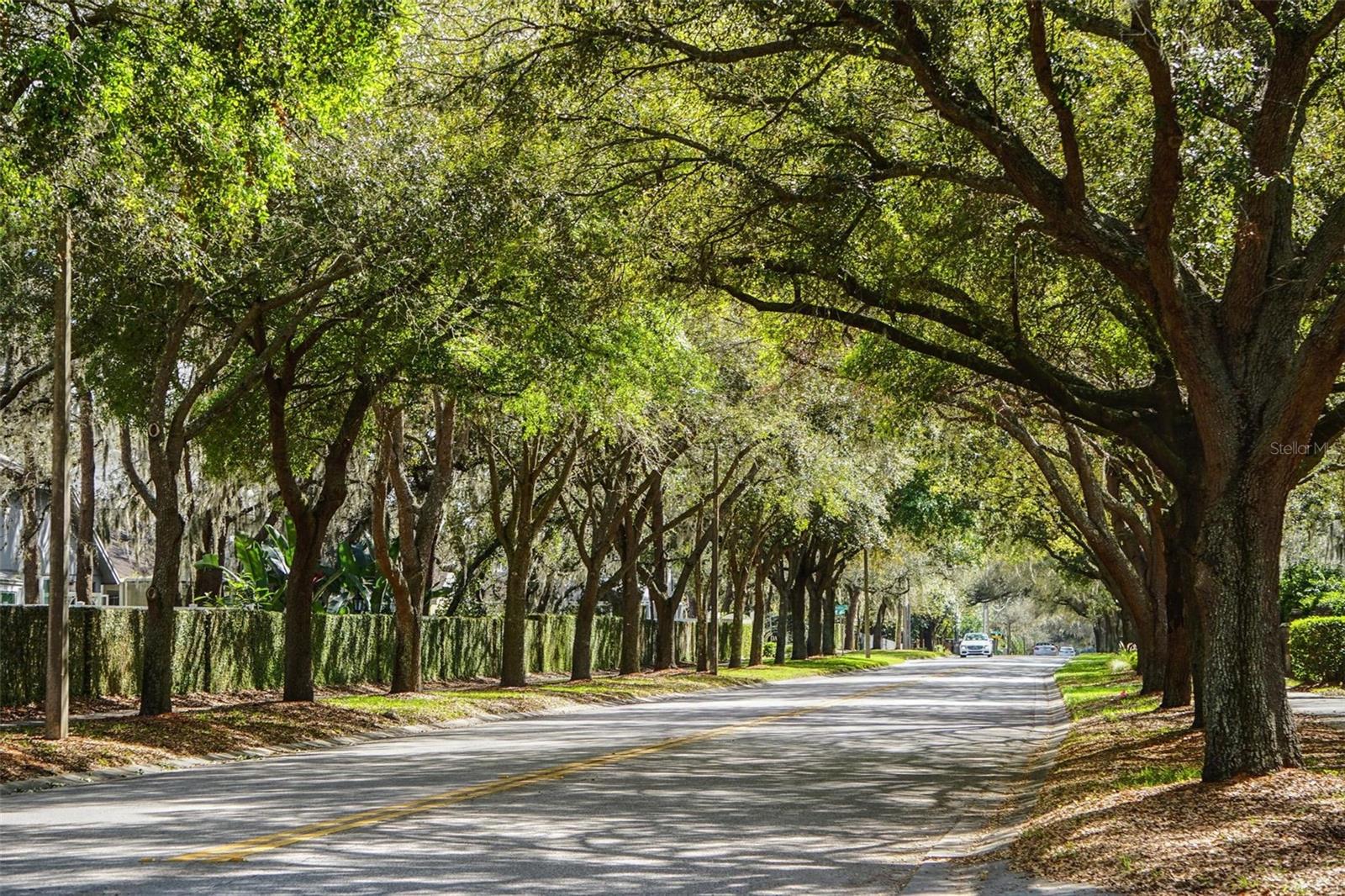 Tree lined Bloomingdale street