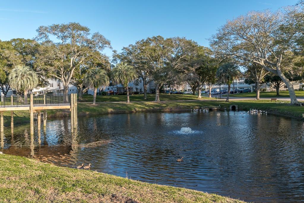 Pond near picnic area by the main clubhouse