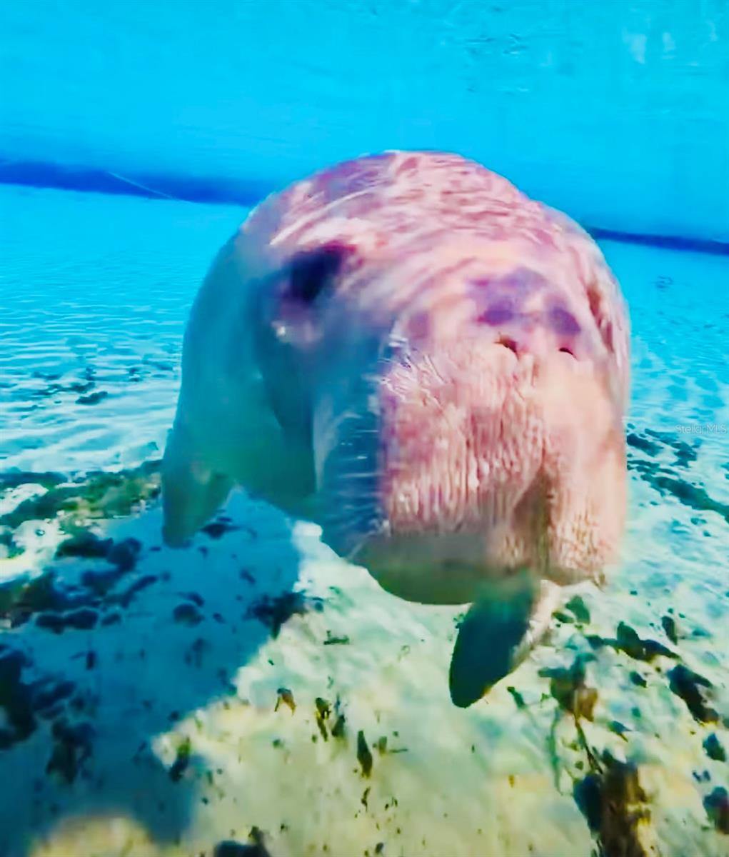 Manatees swim in our river!  You'll see them in your own backyard.