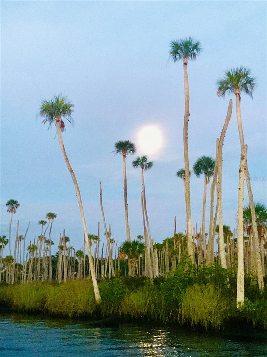 Heres the gorgeous old Florida view you'll see as you leave the river on your boat heading  to the Gulf of Mexico easily with direct access.