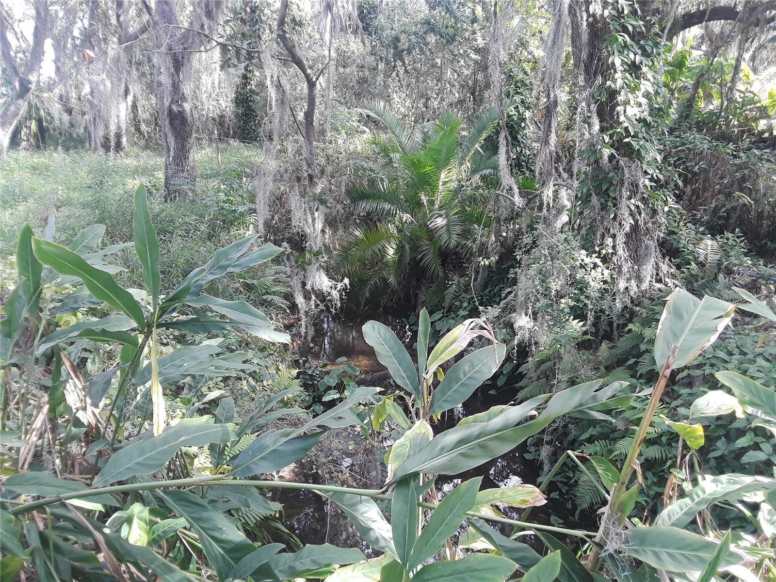 Bull Frog Creek