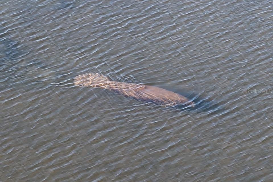 You'll never tire of watching and enjoying our manatee.