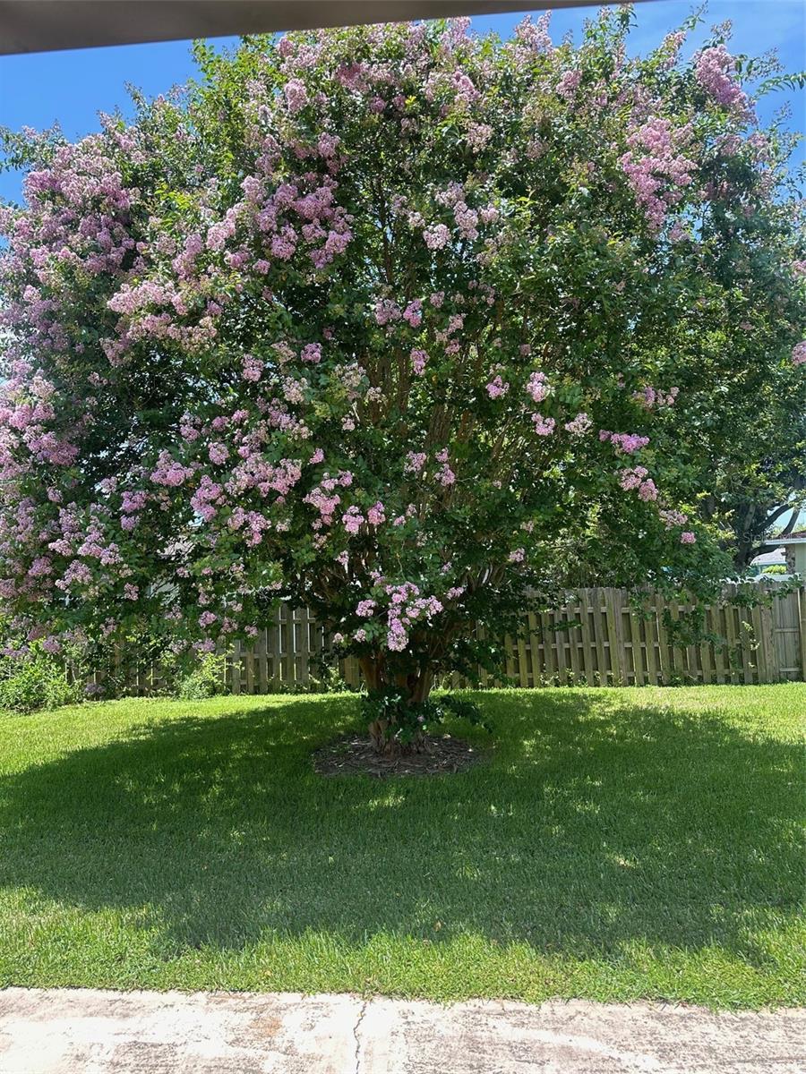 Tree in full bloom directly behind the unit