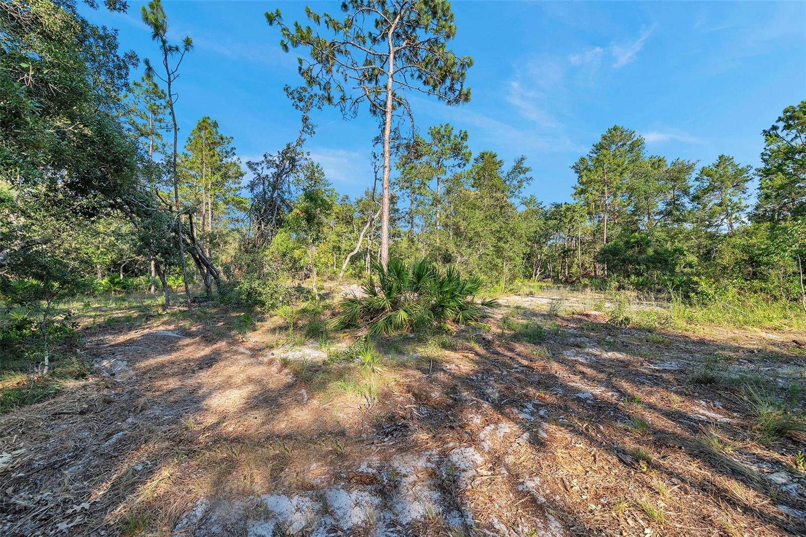 Cleared area in the Backyard