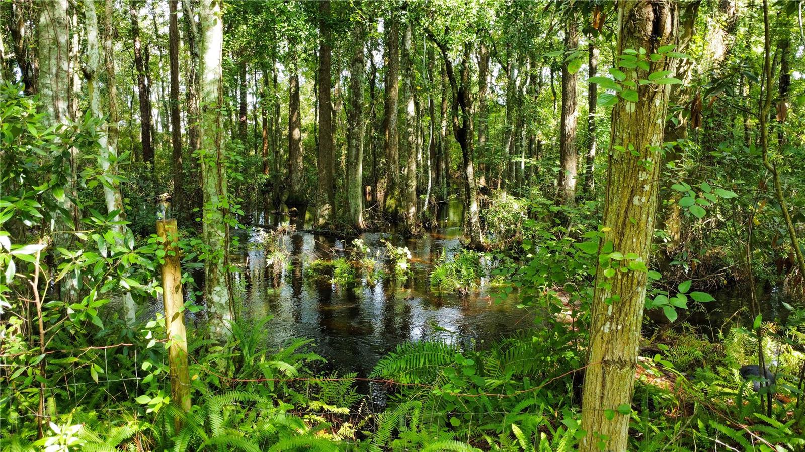 Creek that runs along road and driveway entrance