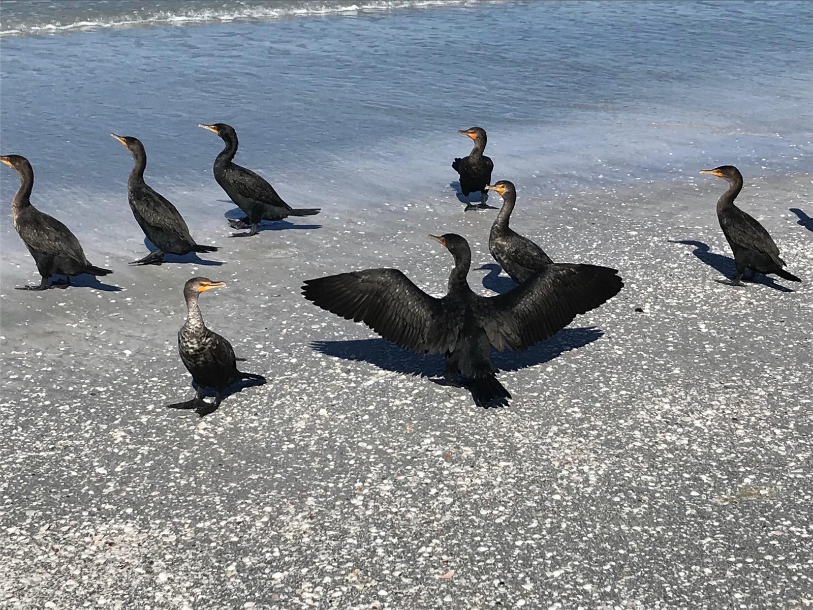 Sand Key Beach