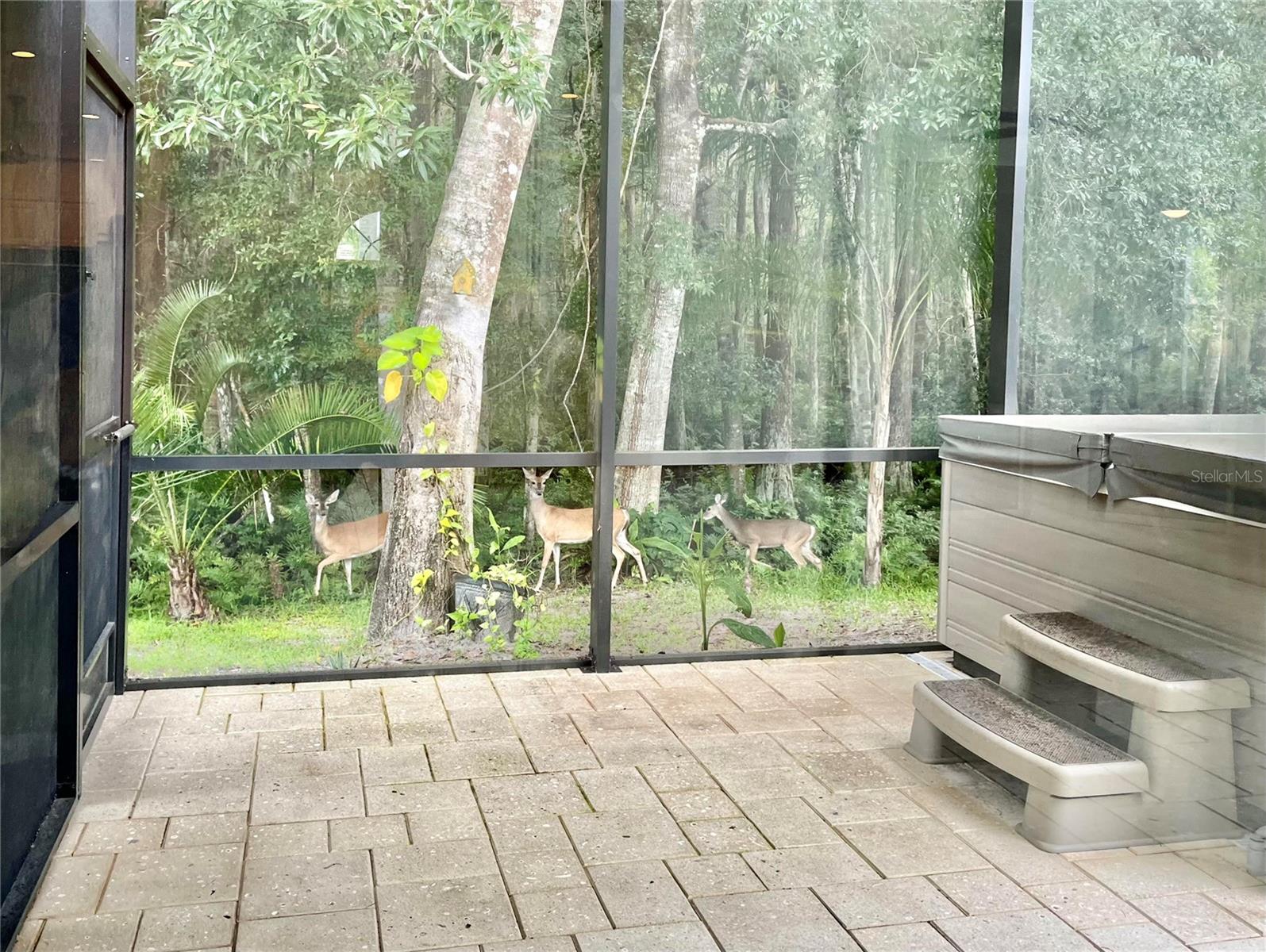 View of deer in your backyard!