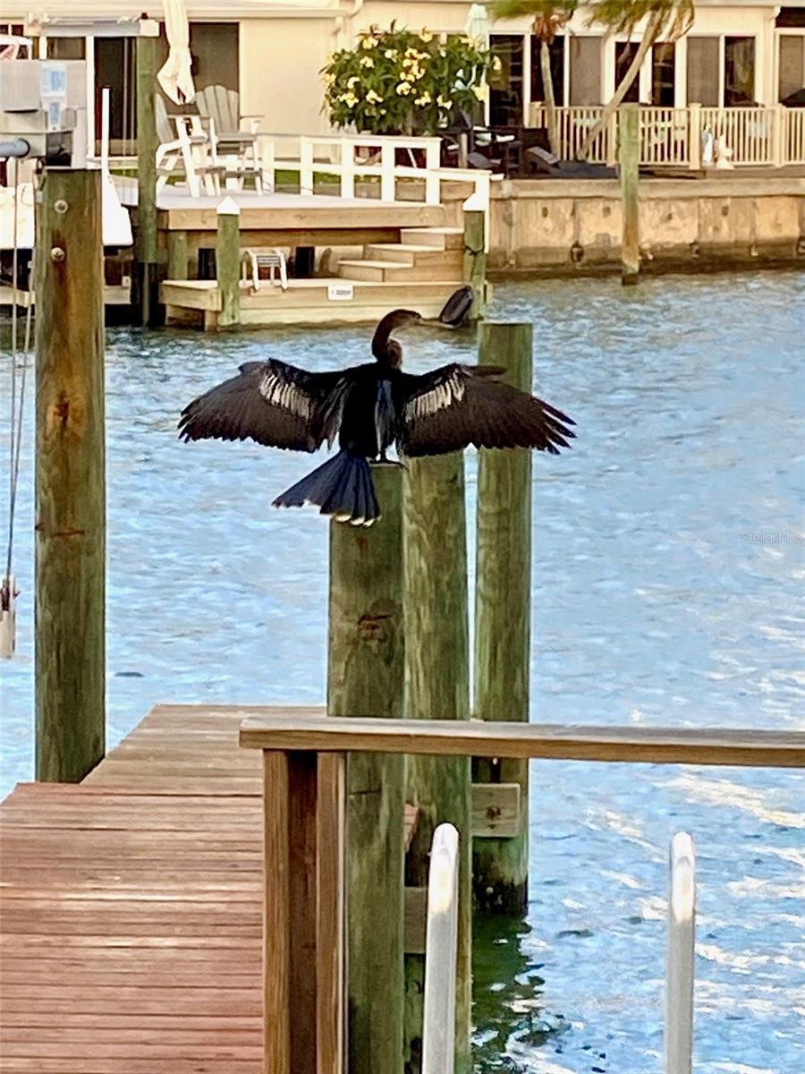 A regular dock guest!