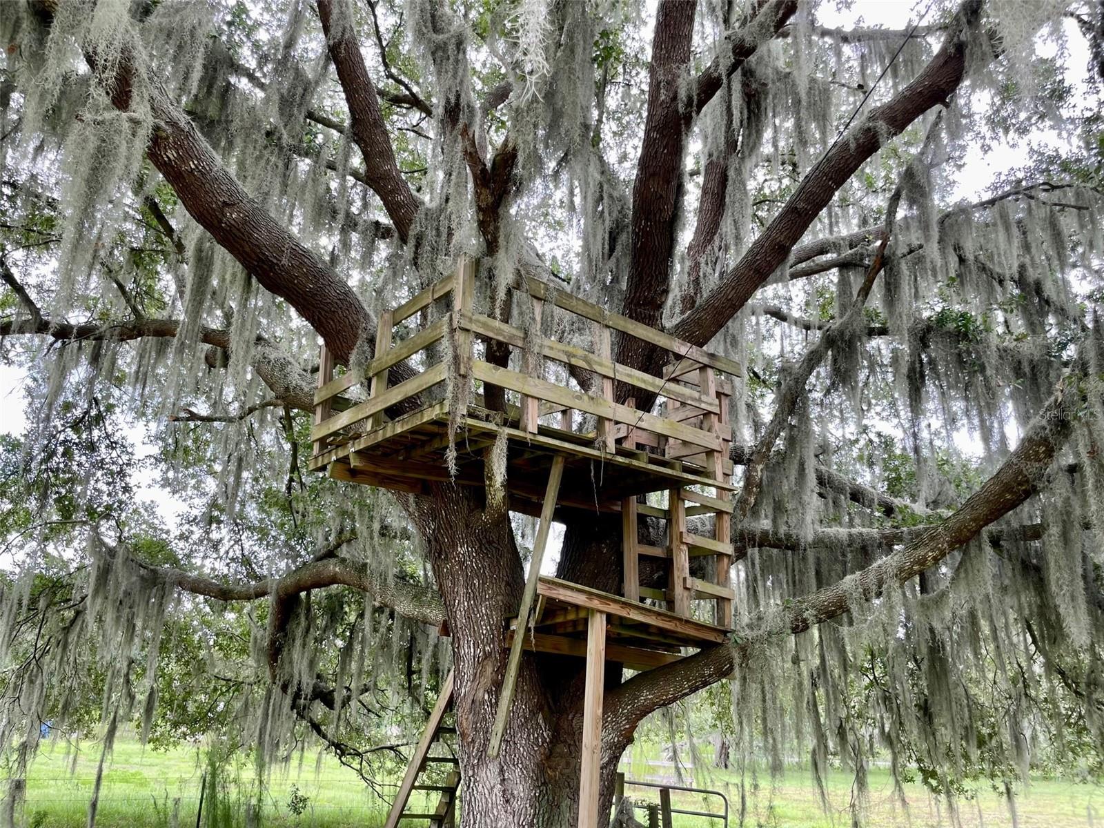 Tree house