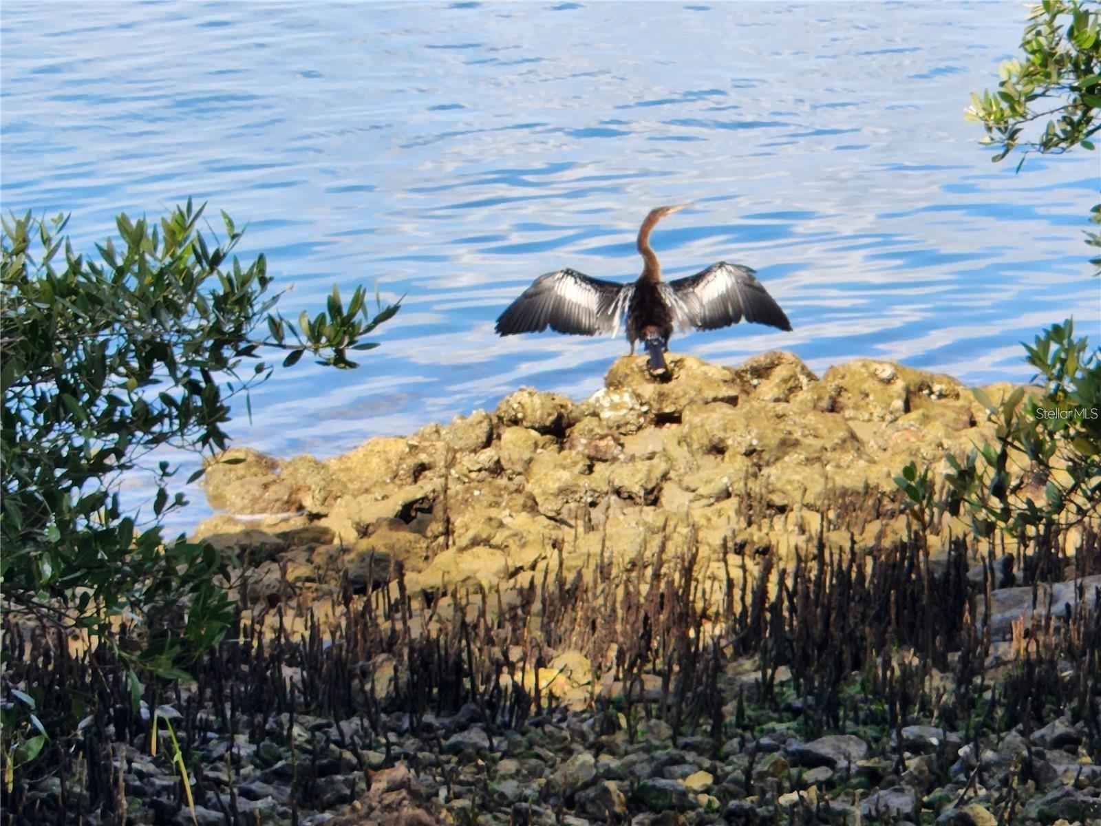 Anhinga sunning on Shore of Nature Trail