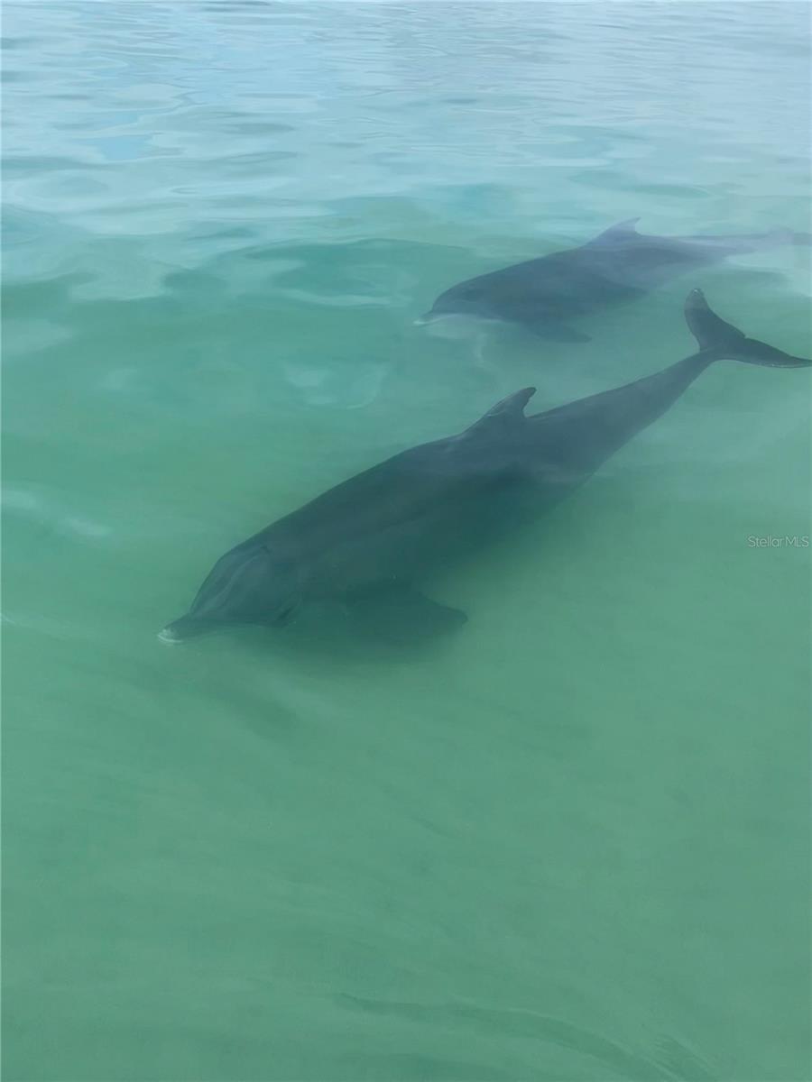 Dolphins in front of Sanseair