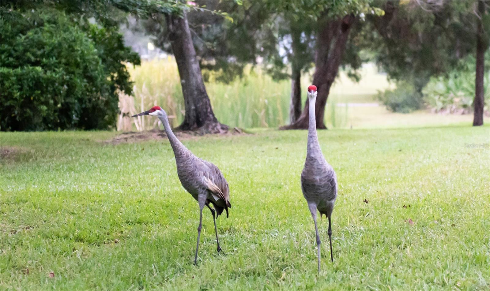 Sandhill Cranes live in the Eagles too