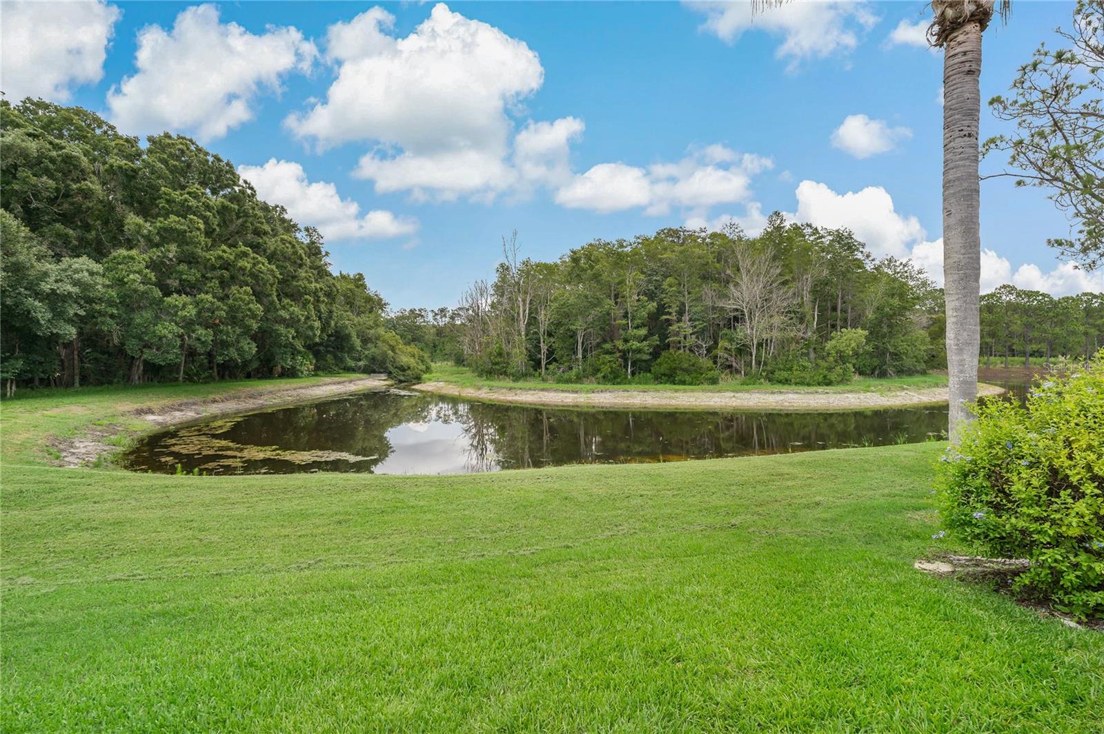 Pond View