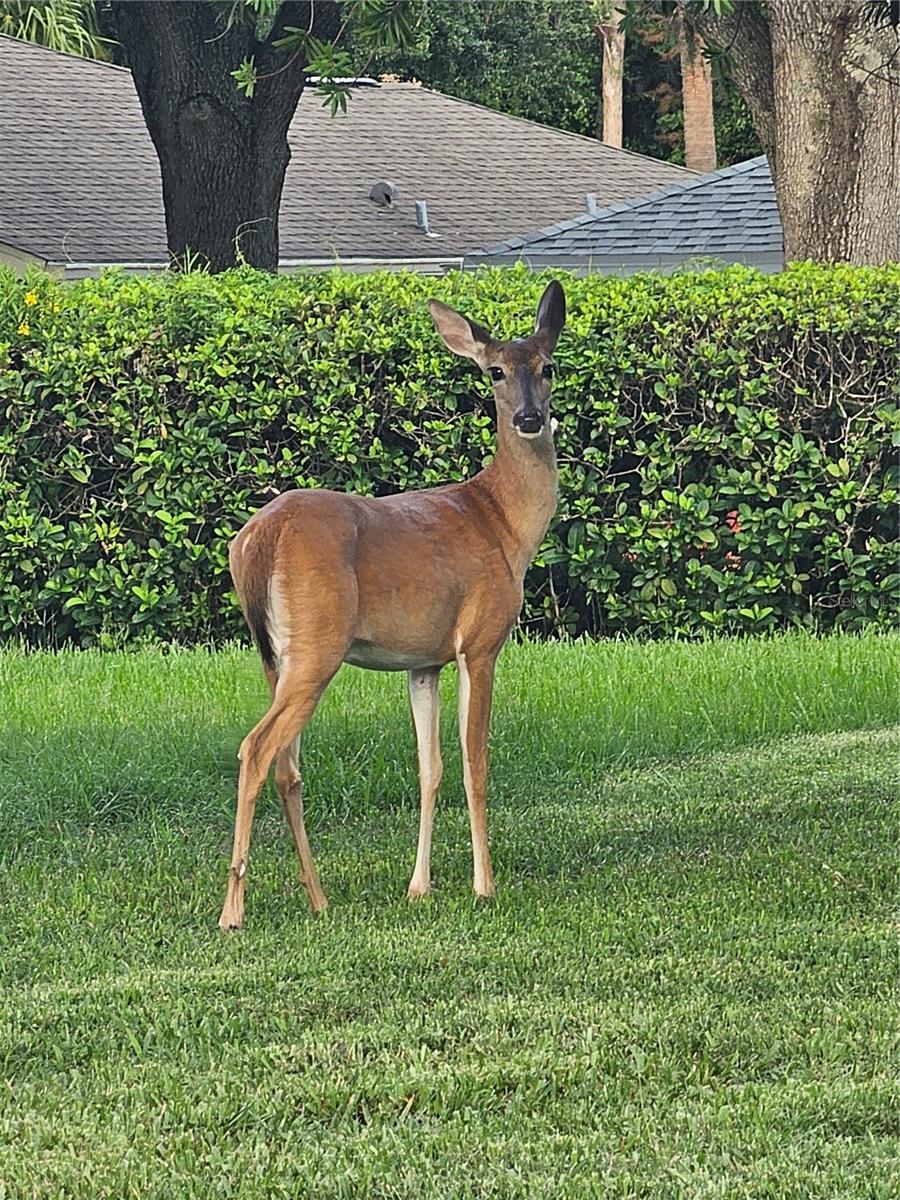 Wildlife in Subdivision