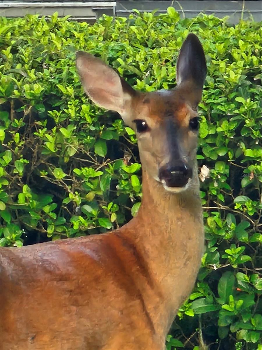 Wildlife in Subdivision