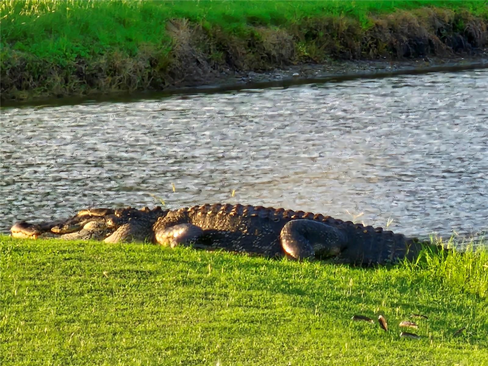 Wildlife in Subdivision